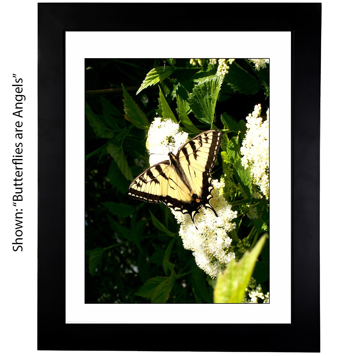 Butterfly Art Photography - From a Secret Paradise Garden - Blk Frames