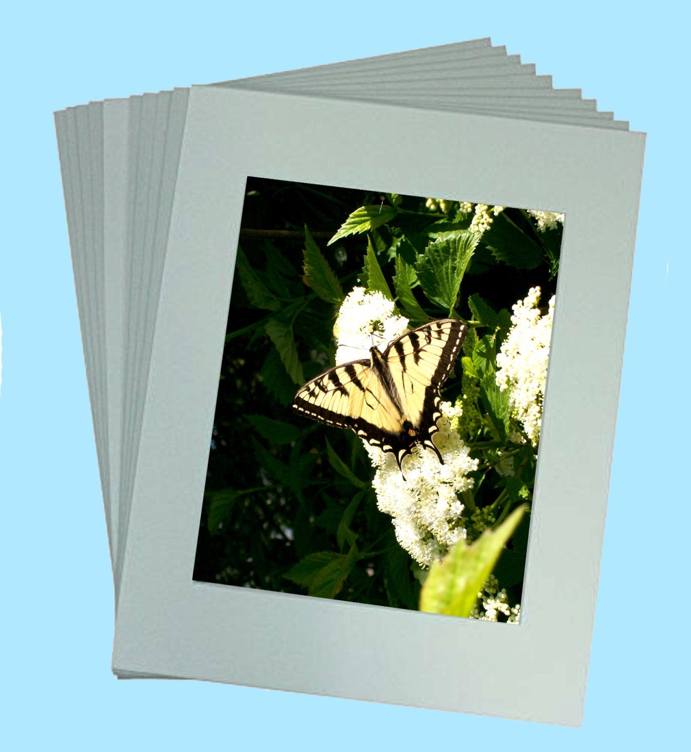 Fine Art Prints - Are Butterfly's Angels? - Secret Paradise Garden