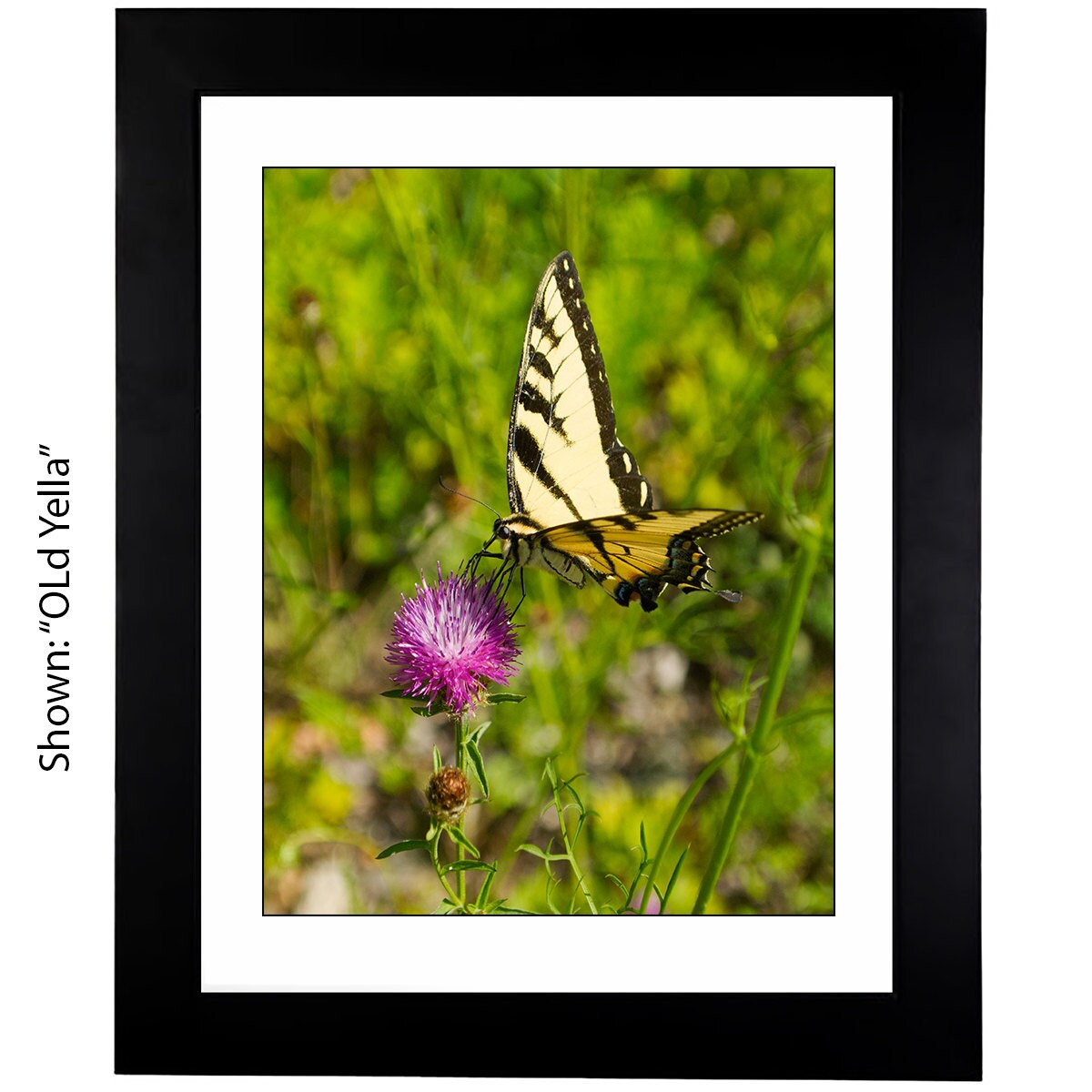 Butterfly Art Photography - From a Secret Paradise Garden - Blk Frames