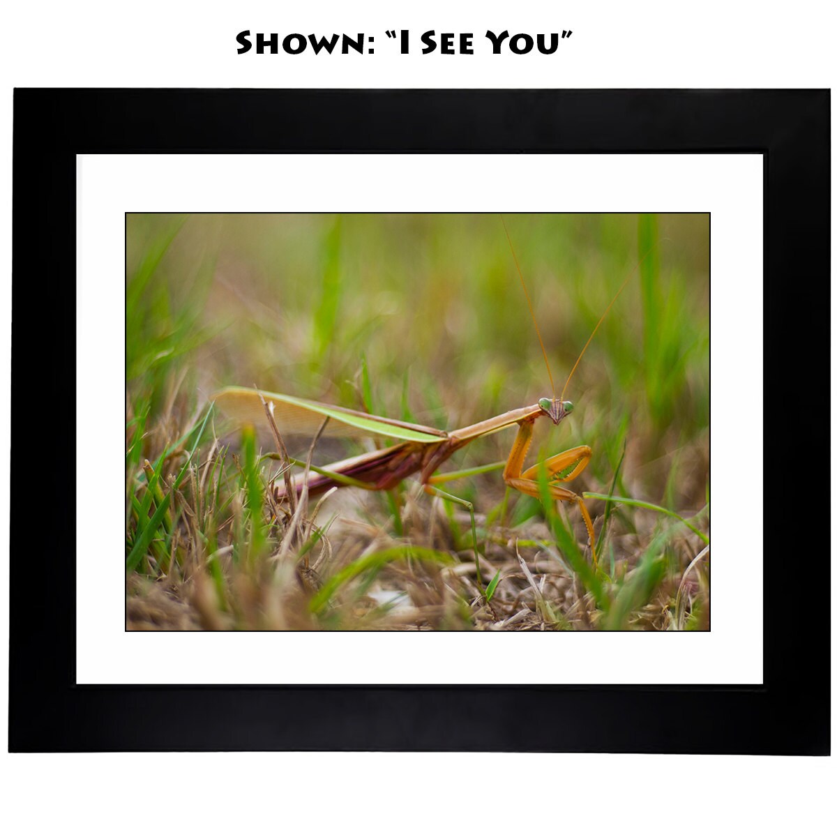 Art Prints - From a Secret Paradise Garden - Little Buddies