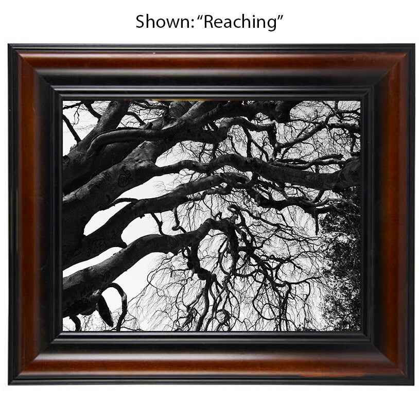 Tree Art Prints - From a Secret Paradise - Brown & Black Wall Frames