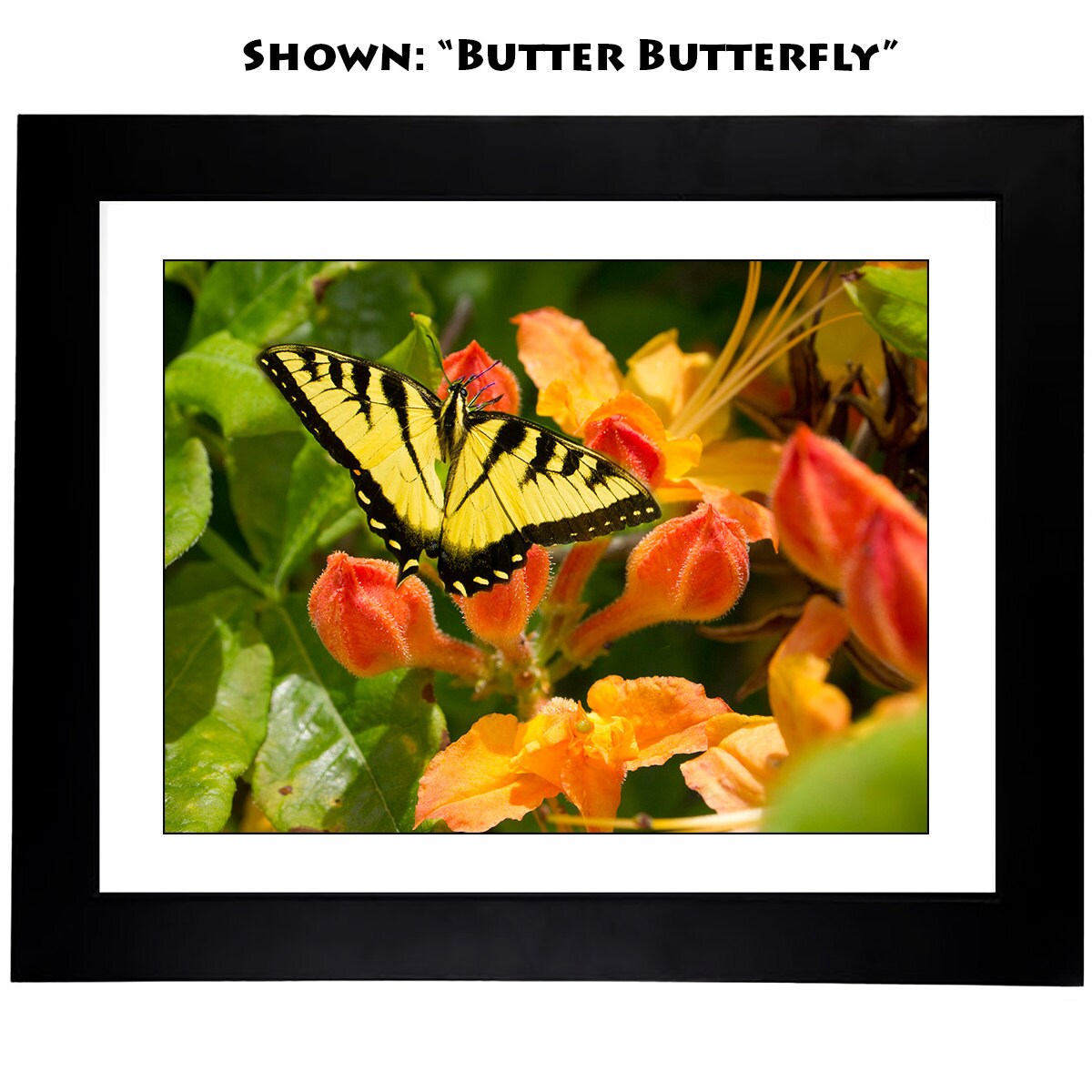 Butterfly Art Photography - From a Secret Paradise Garden - Blk Frames