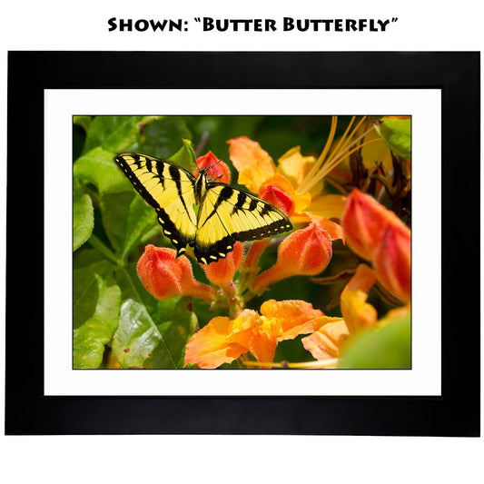 Butterfly Art Photography - From a Secret Paradise Garden - Blk Frames