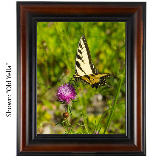 Butterfly Art Print - From a Secret Paradise - Brown Wall Frames