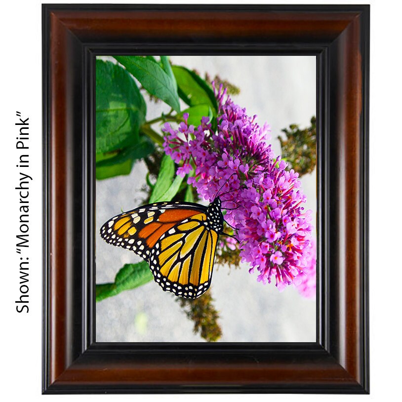 Butterfly Art Print - From a Secret Paradise - Brown Wall Frames