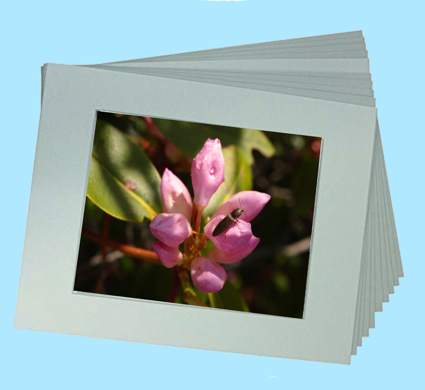 Fine Art Print - Pretty in Pink - a Secret Paradise Garden