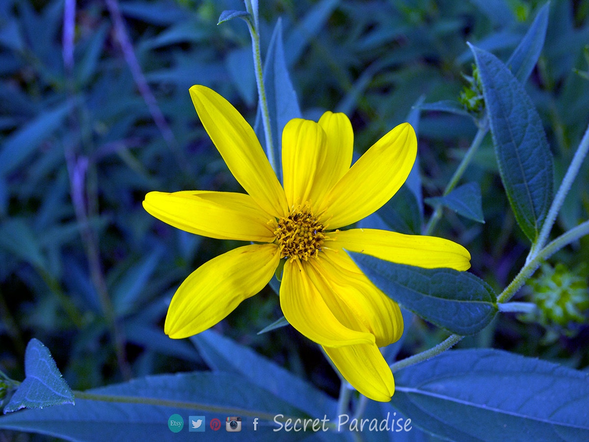 Fine Art Prints - Secret Paradise- "I'm Here"!