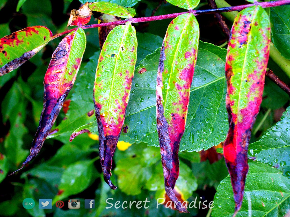 Autumn Art Prints -The Fire from a Secret Paradise Shop