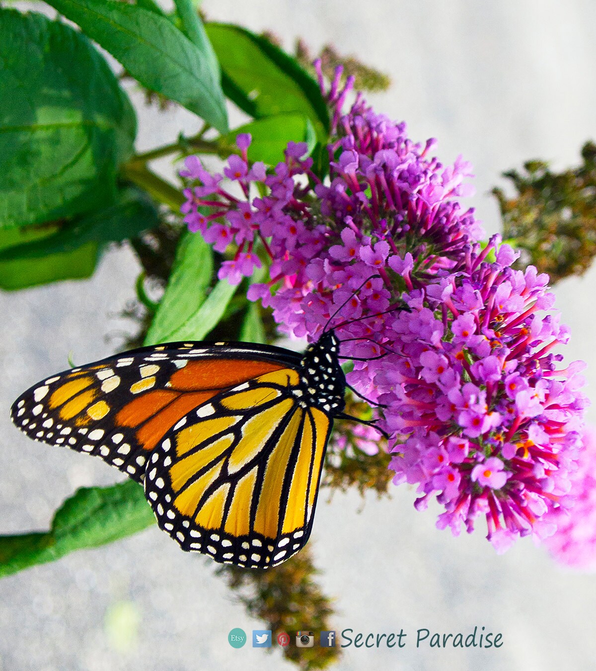Butterfly Art Prints - The Monarch of Butterfly's in Pink! Secret Paradise