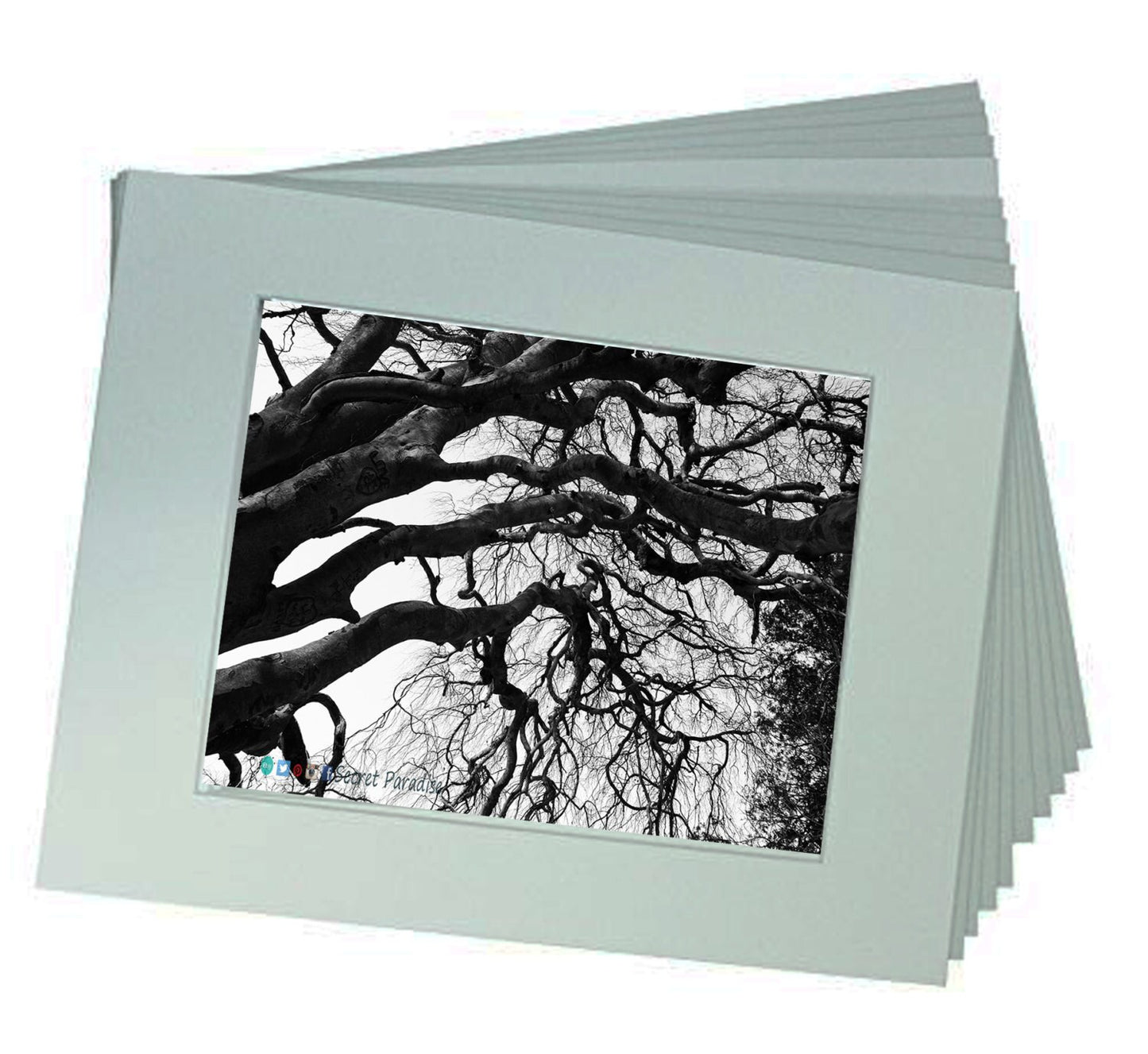 Tree Art Prints -B&W from Secret Paradise Shop