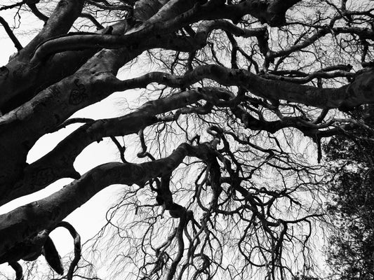 Tree Art Prints -B&W from Secret Paradise Shop