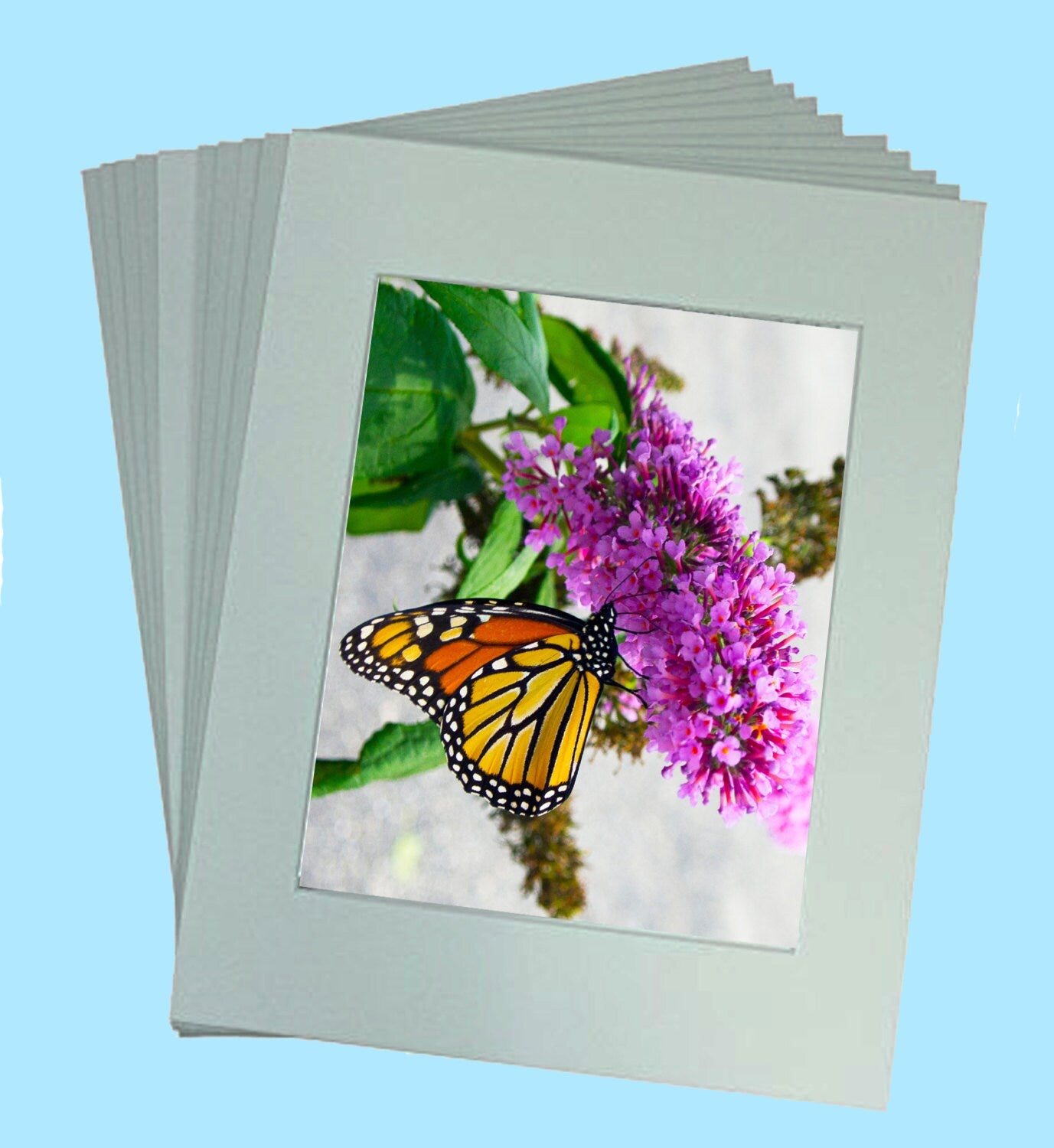 Butterfly Art Prints - The Monarch of Butterfly's in Pink! Secret Paradise