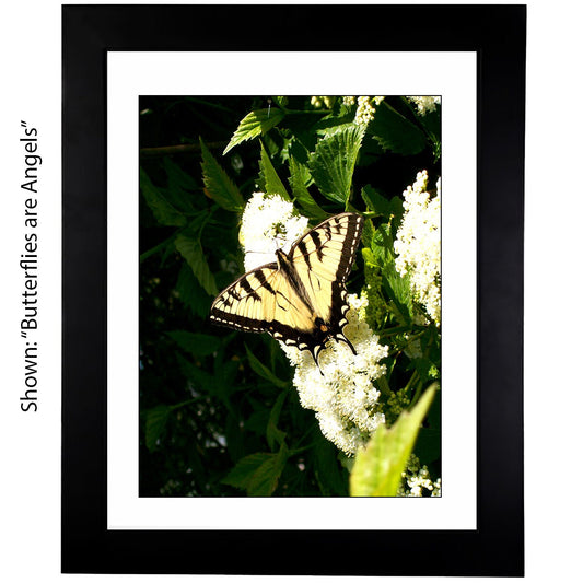 Butterfly Art Photography - From a Secret Paradise Garden - Blk Frames