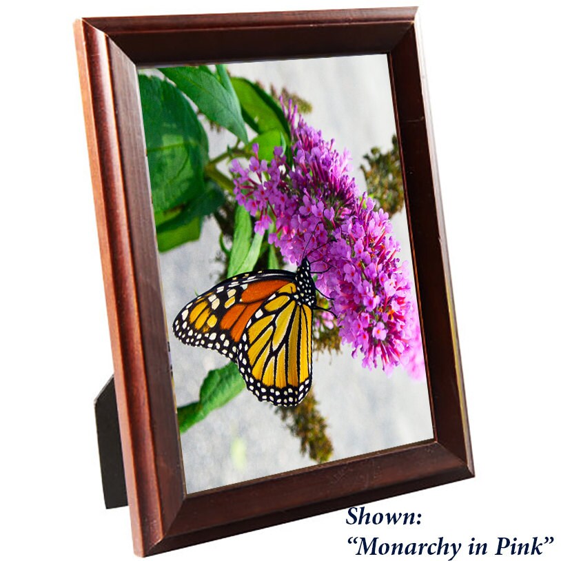 Art Prints Butterfly - From a Secret Paradise - Traditional Brown Frames