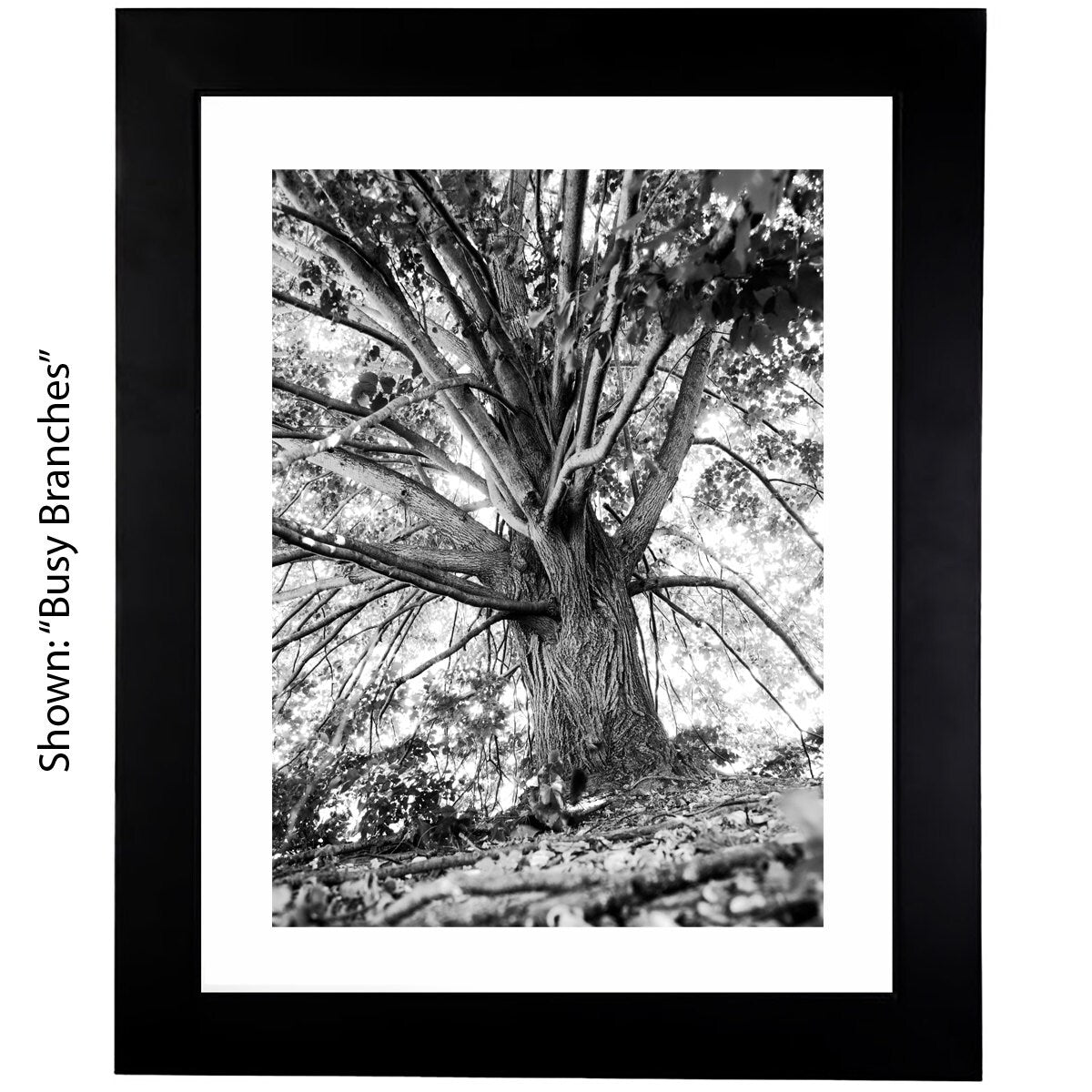 Black & White Art Photography - From a Secret Paradise - Framed Tree Art