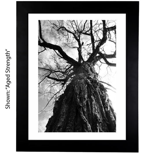 Black & White Art Photography - From a Secret Paradise - Framed Tree Art