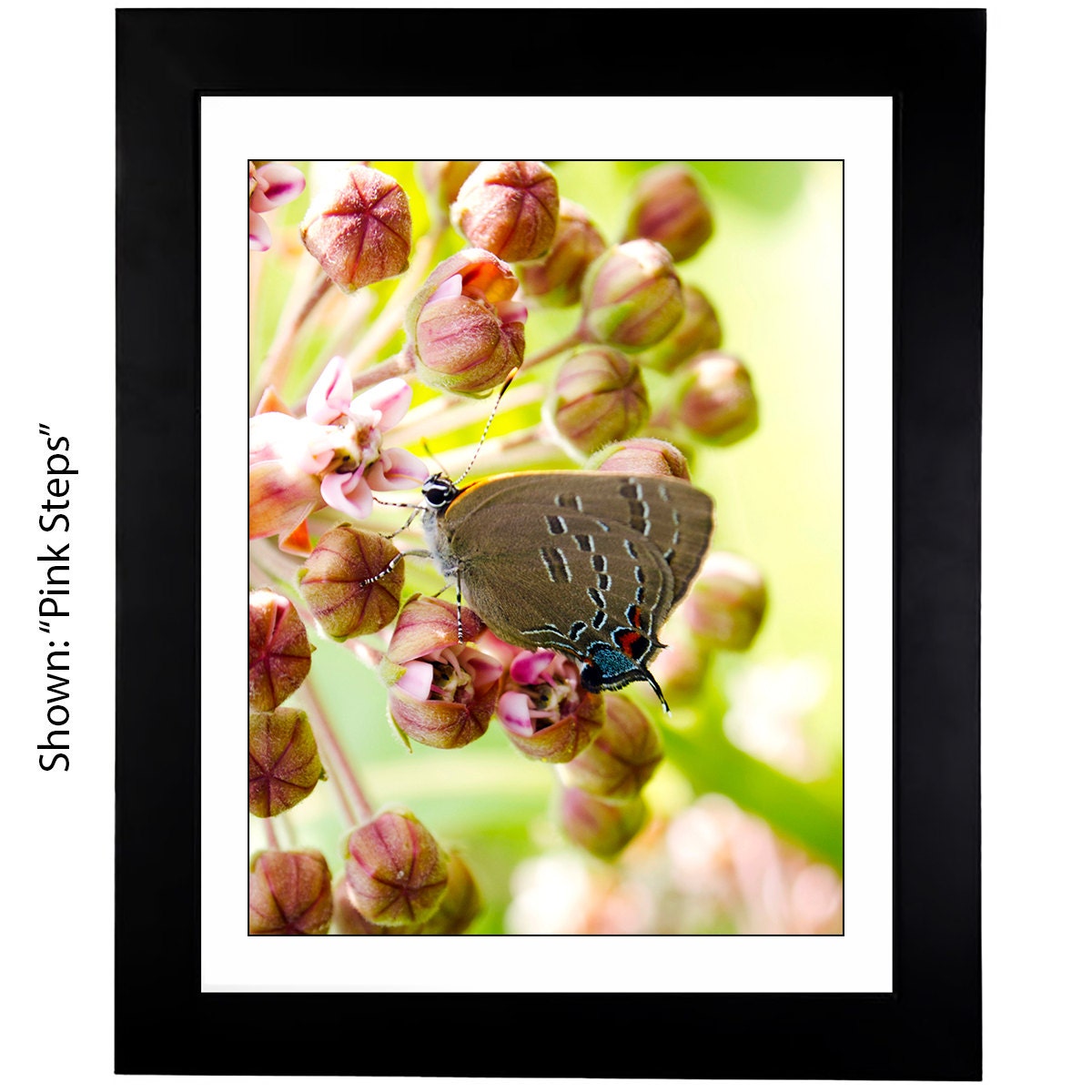 Art Prints - From a Secret Paradise - Framed Art classic black