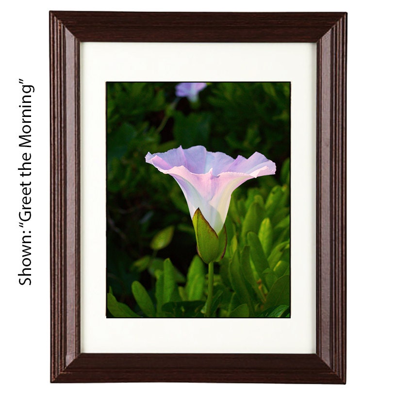 Framed Art Prints - From a Secret Paradise - Cherry Wall Frames