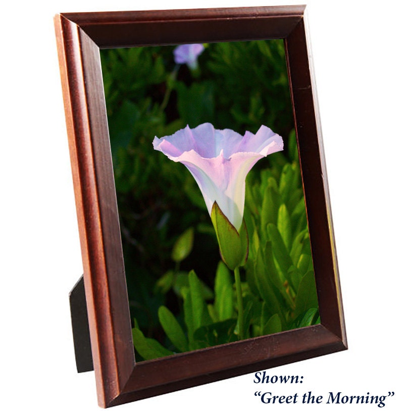 Art Prints - From a Secret Paradise - Traditional Brown Frames