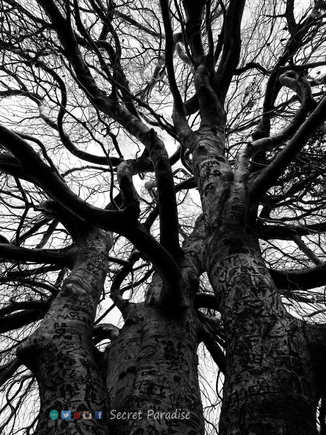 Art Prints -B&W Threesome Trees from a Secret Paradise Shop