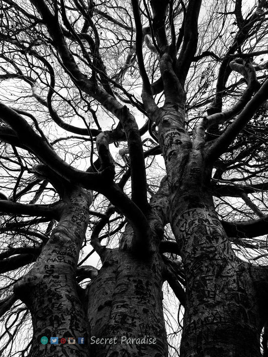 Art Prints -B&W Threesome Trees from a Secret Paradise Shop