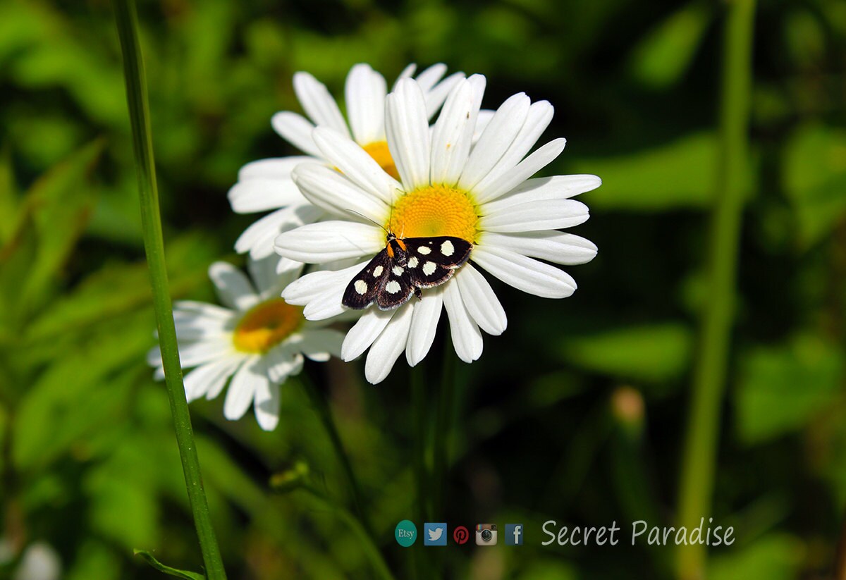 Art Prints from a Secret Paradise Garden