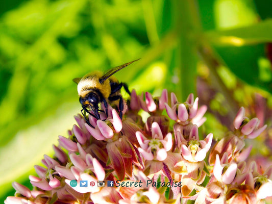 Fine Art Prints from a Secret Paradise Garden