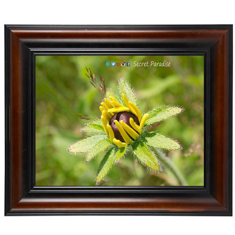 Photography Art- From a Secret Paradise - Cherry Framed Art - The Babies