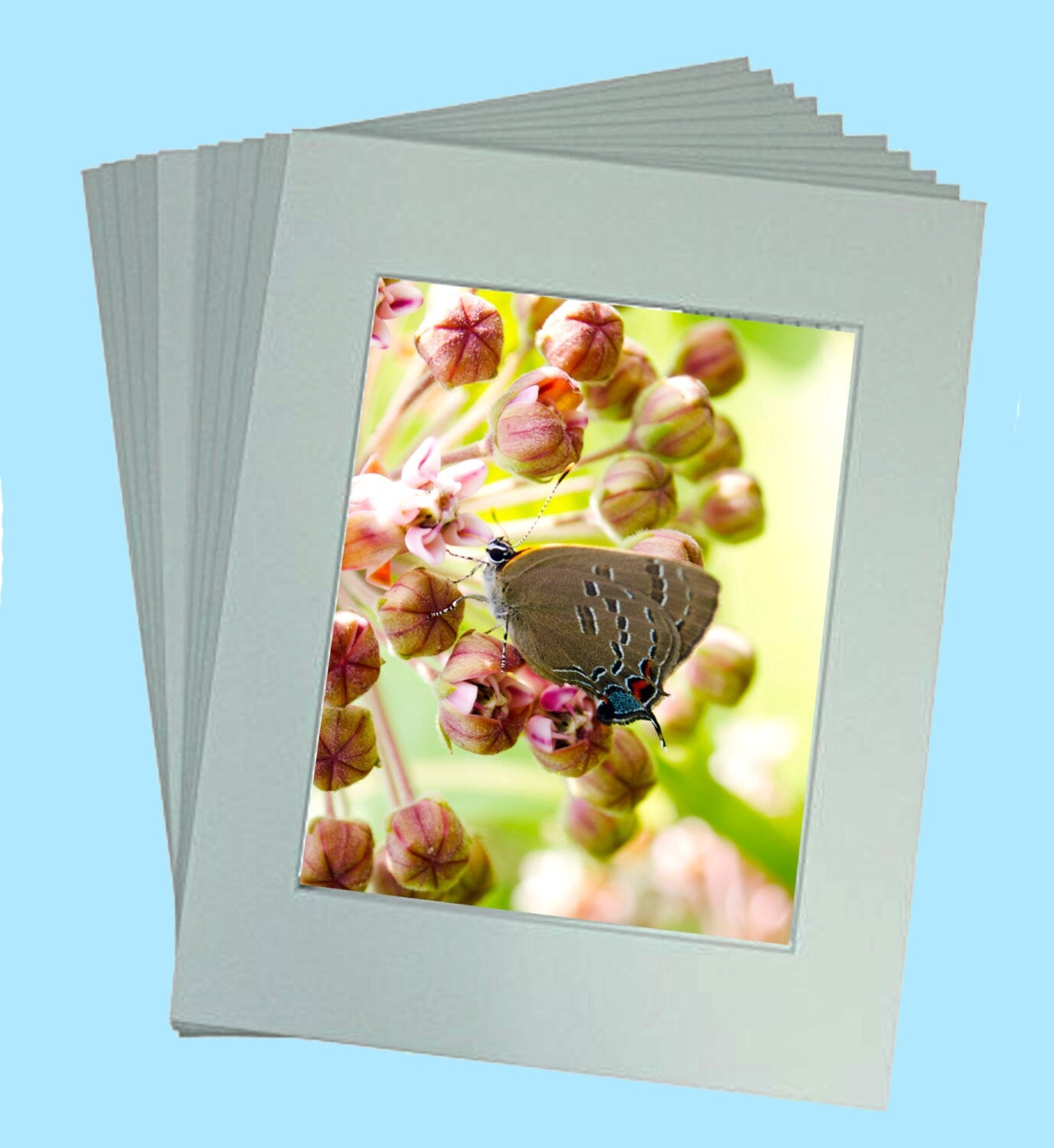 Fine Art Print - Moths are Beautiful too! - Secret Paradise Garden
