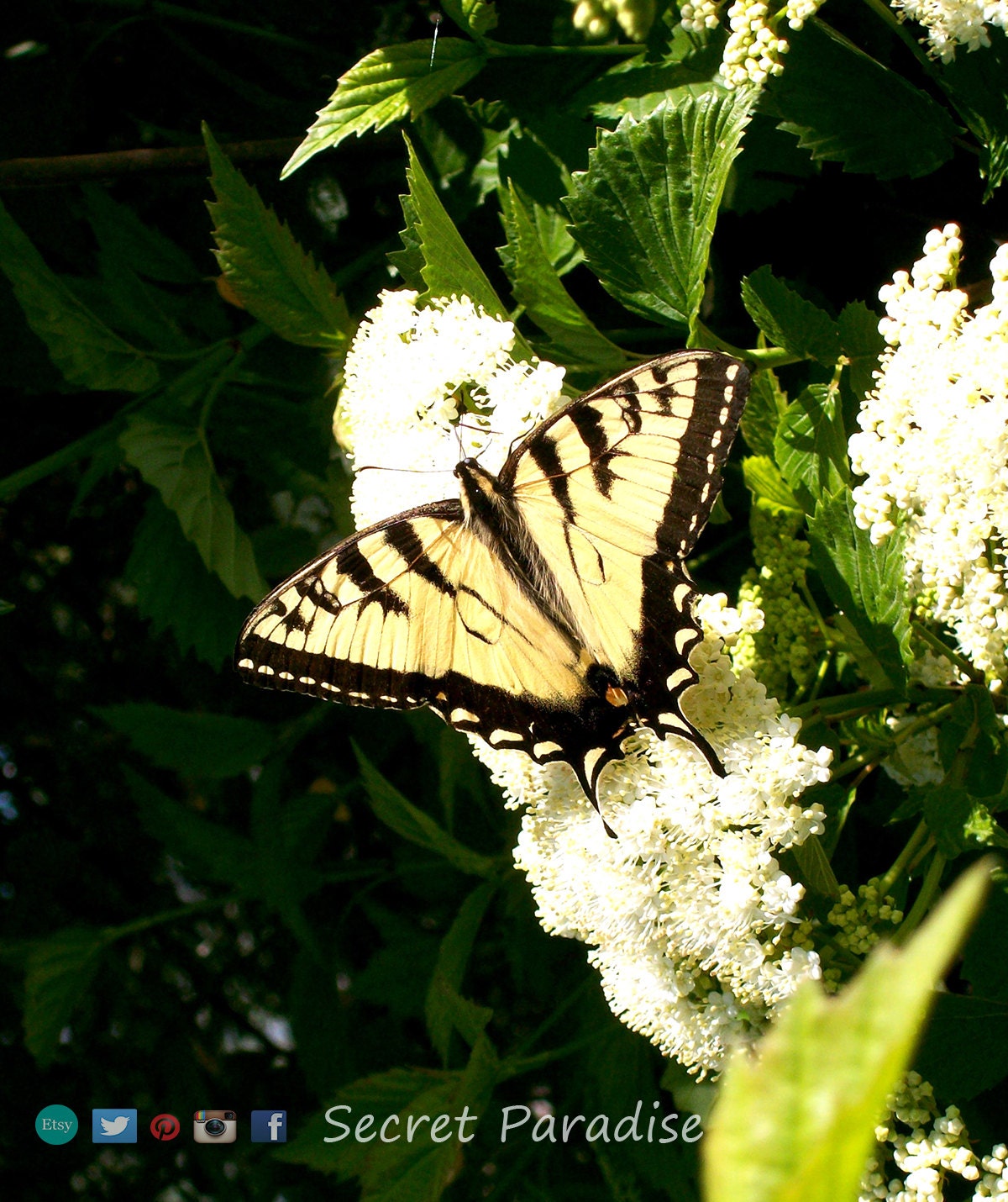 Fine Art Prints - Are Butterfly's Angels? - Secret Paradise Garden