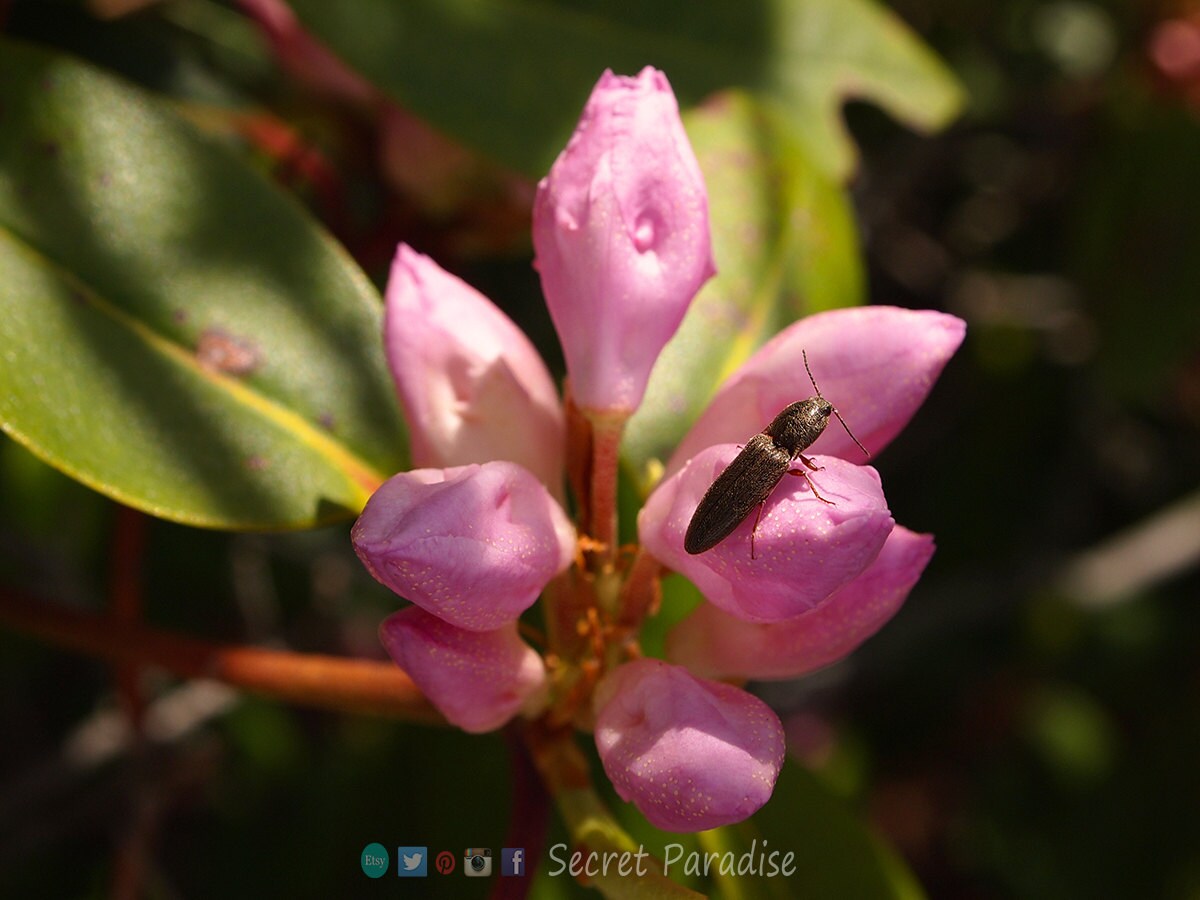 Fine Art Print - Pretty in Pink - a Secret Paradise Garden