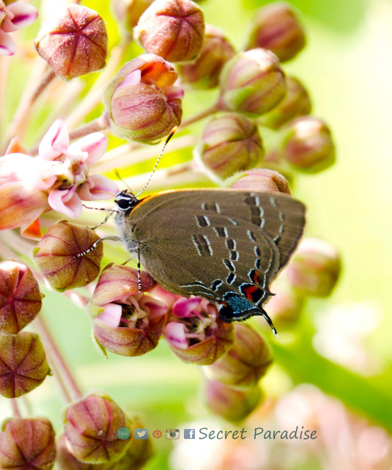 Fine Art Print - Moths are Beautiful too! - Secret Paradise Garden