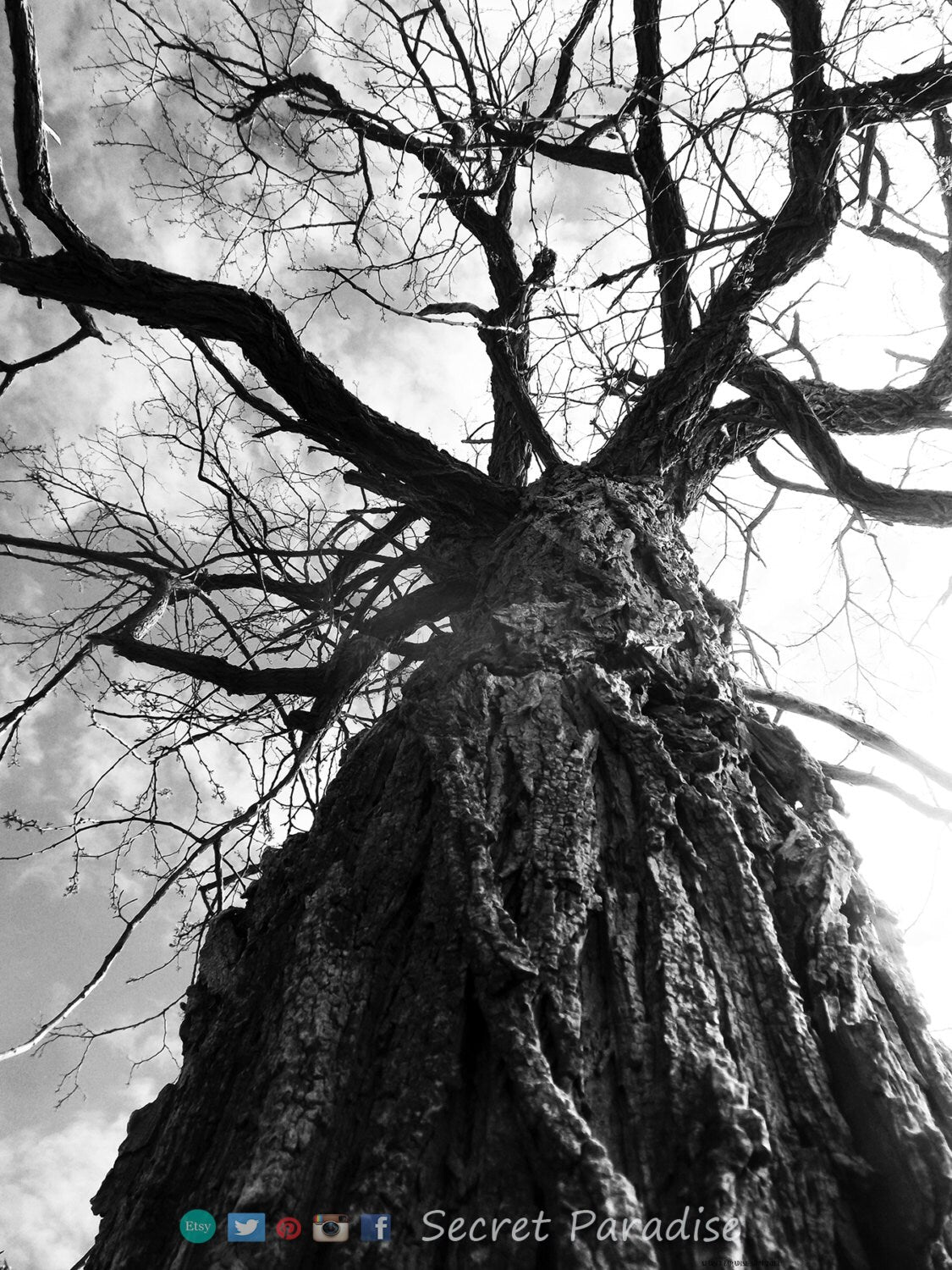 Art Prints - B&W Tree from Secret Paradise Shop