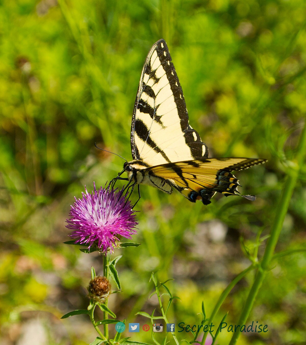 ART Butterfly Prints - Butterfly on Pink! Secret Paradise Garden