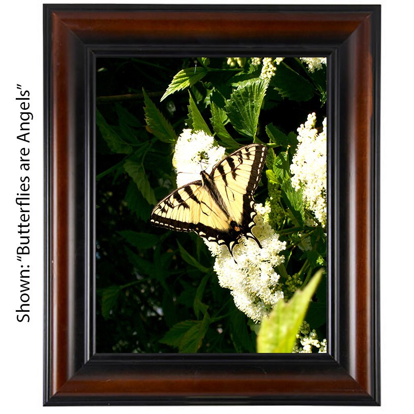Butterfly Art Print - From a Secret Paradise - Brown Wall Frames