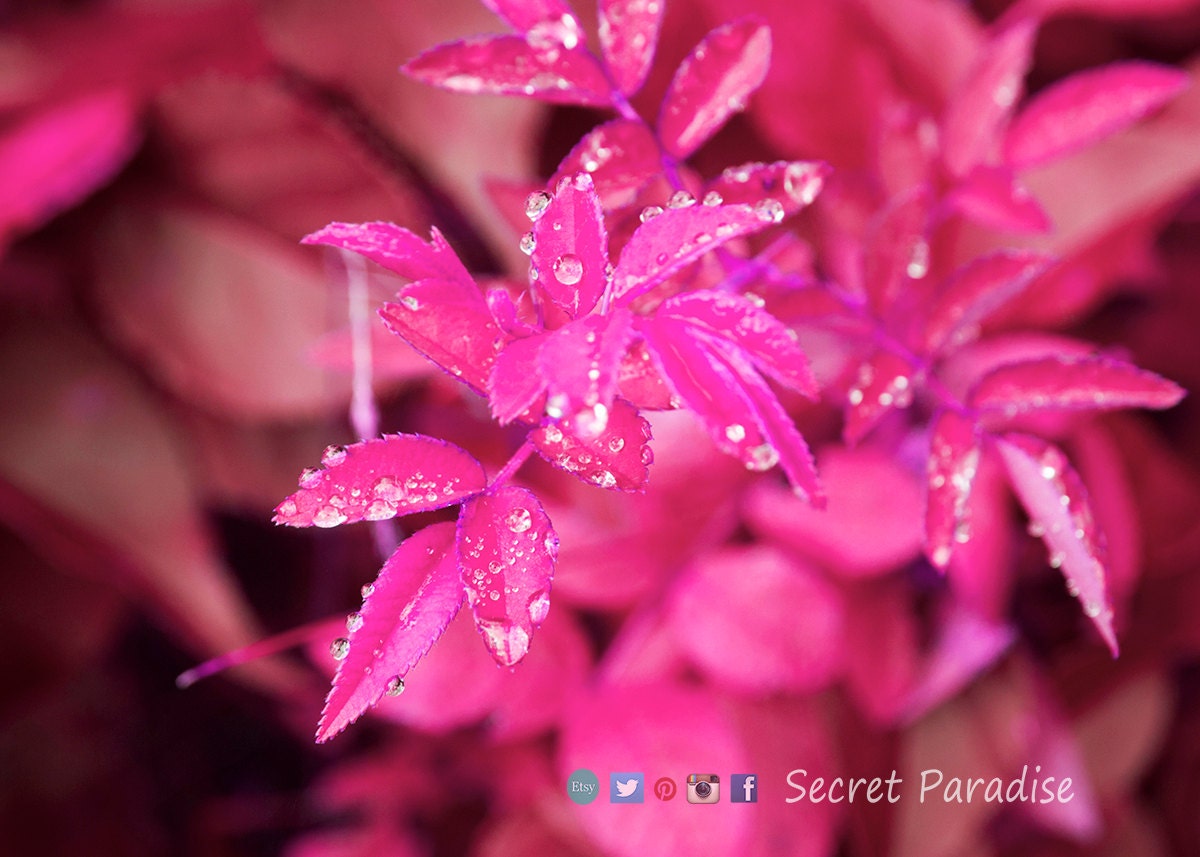 Fine Art Prints - "Pink Tears"- a Secret Paradise Garden