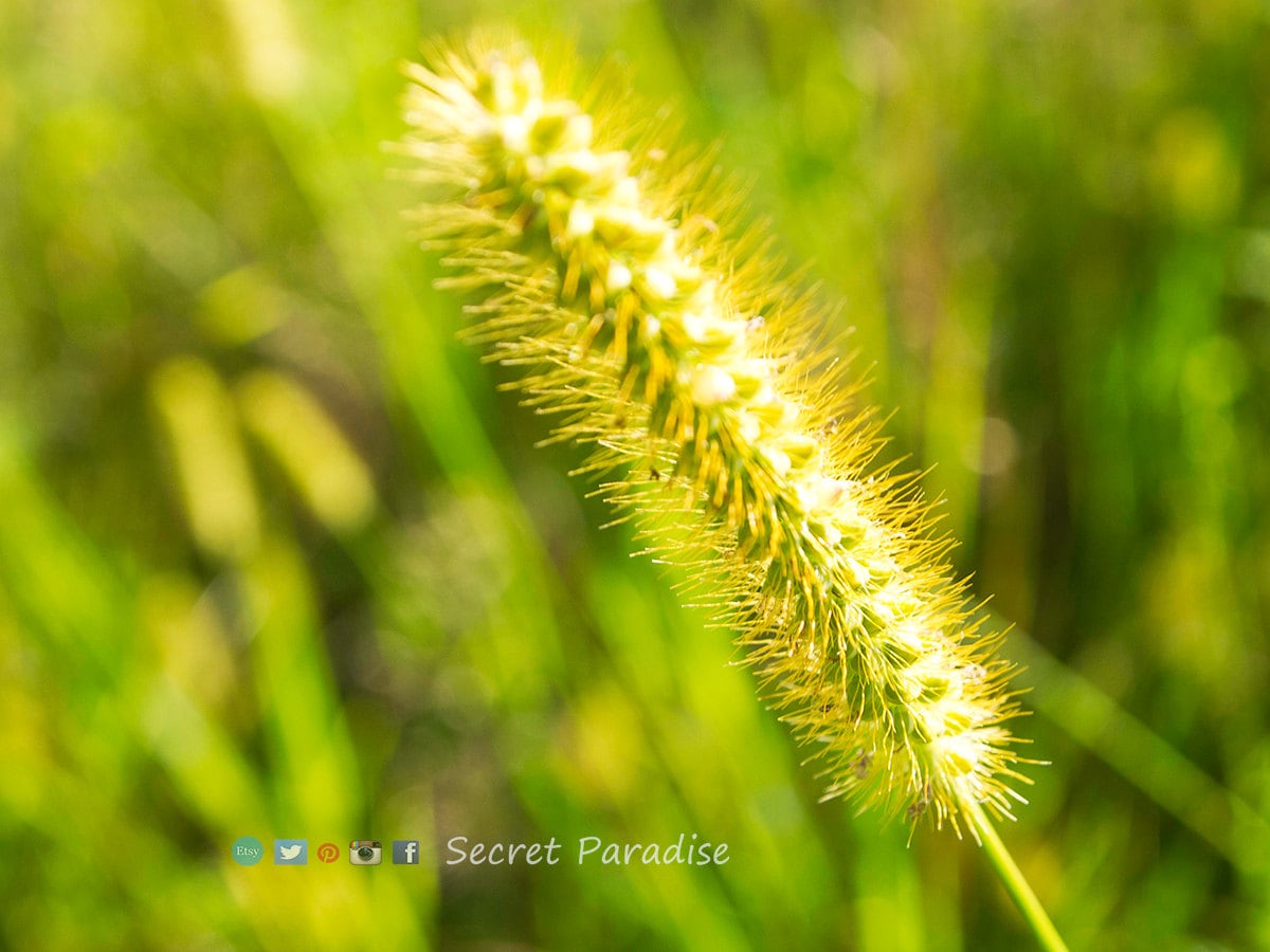 ART Prints! Secret Paradise Garden