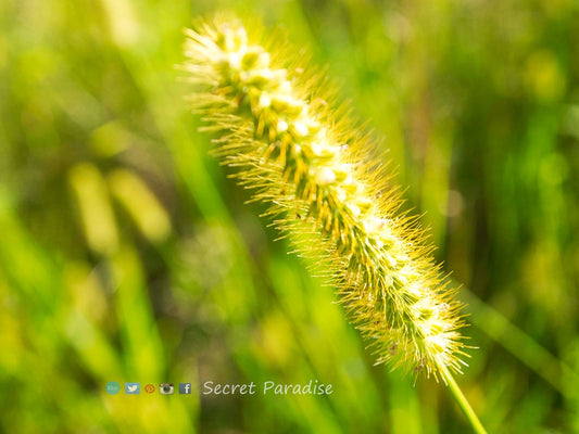 ART Prints! Secret Paradise Garden