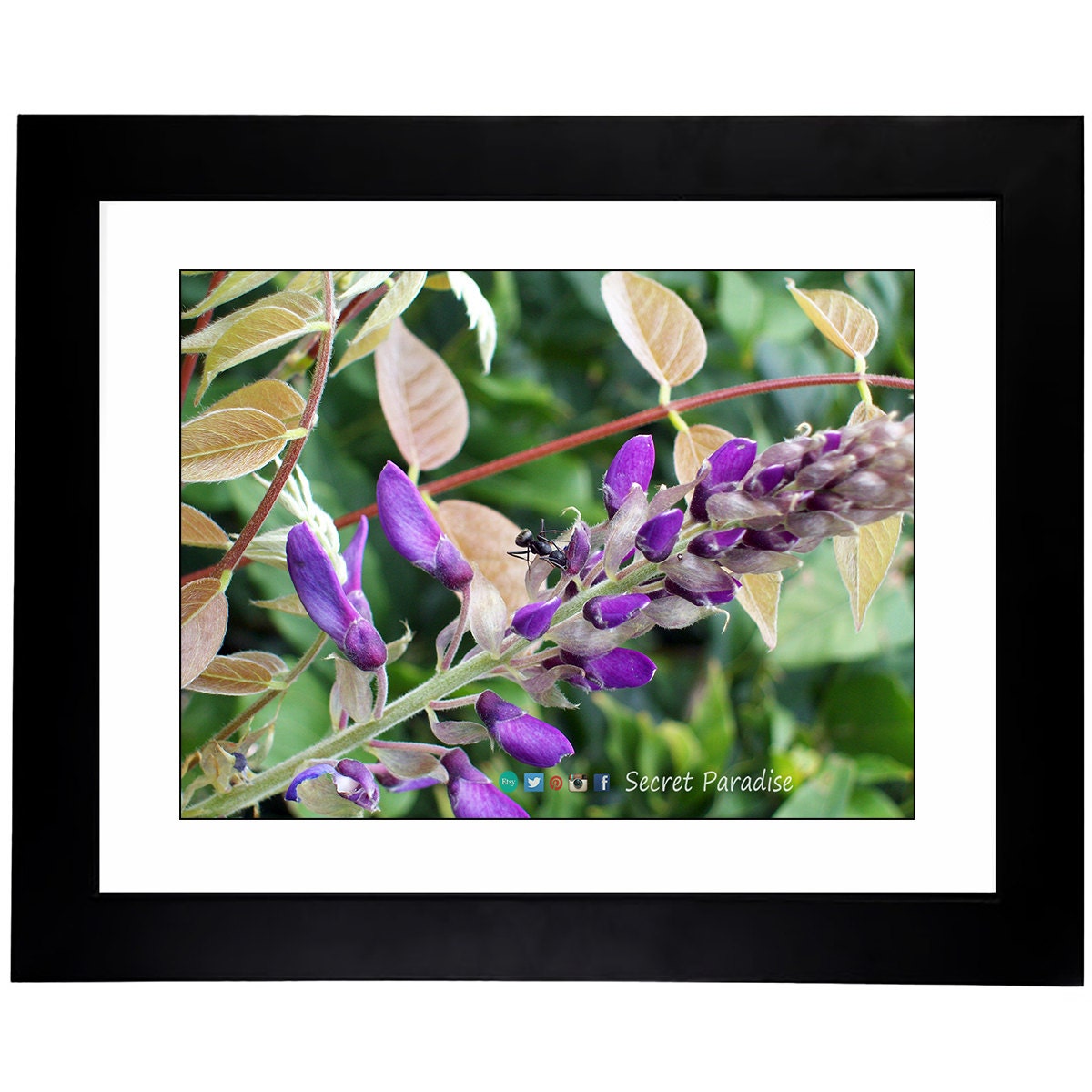 Art Prints - From a Secret Paradise - Classic Blk Wall Frames