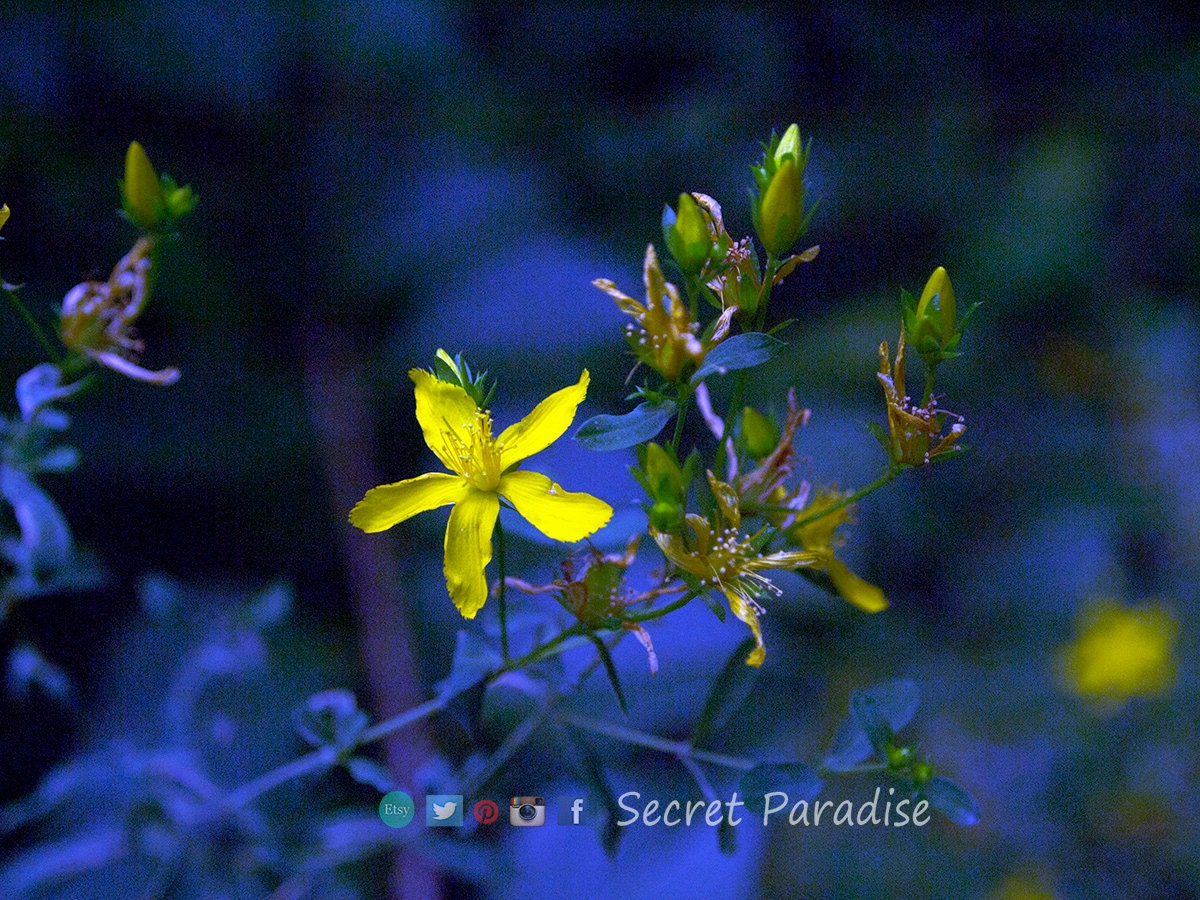 Photography Art From a Secret Paradise - Cherry Framed Art - The Babies