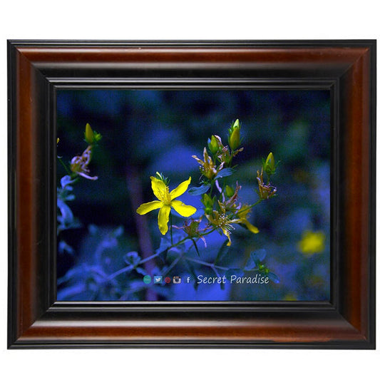 Photography Art From a Secret Paradise - Cherry Framed Art - The Babies