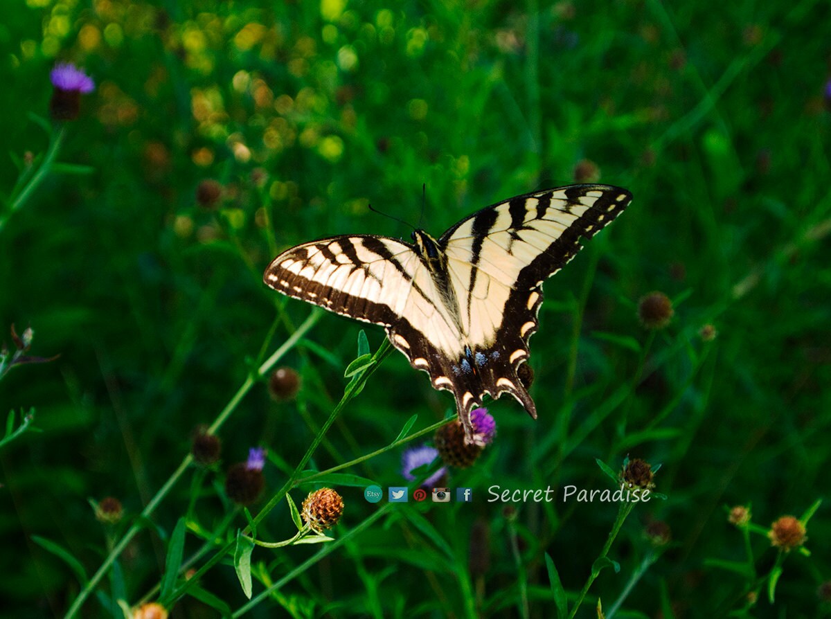 Butterfly Art Prints - "Angel Wings" Secret Paradise Garden