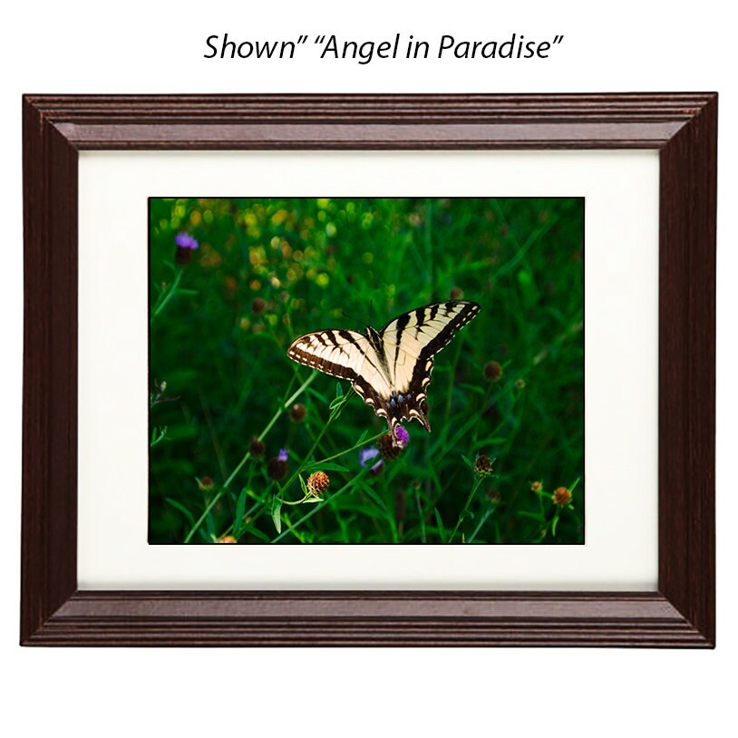 Butterfly Art Prints - From a Secret Paradise - Cherry Wall Frames