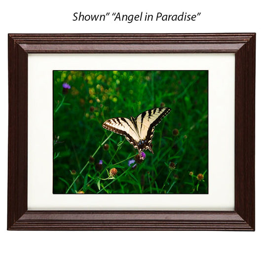 Butterfly Art Prints - From a Secret Paradise - Cherry Wall Frames