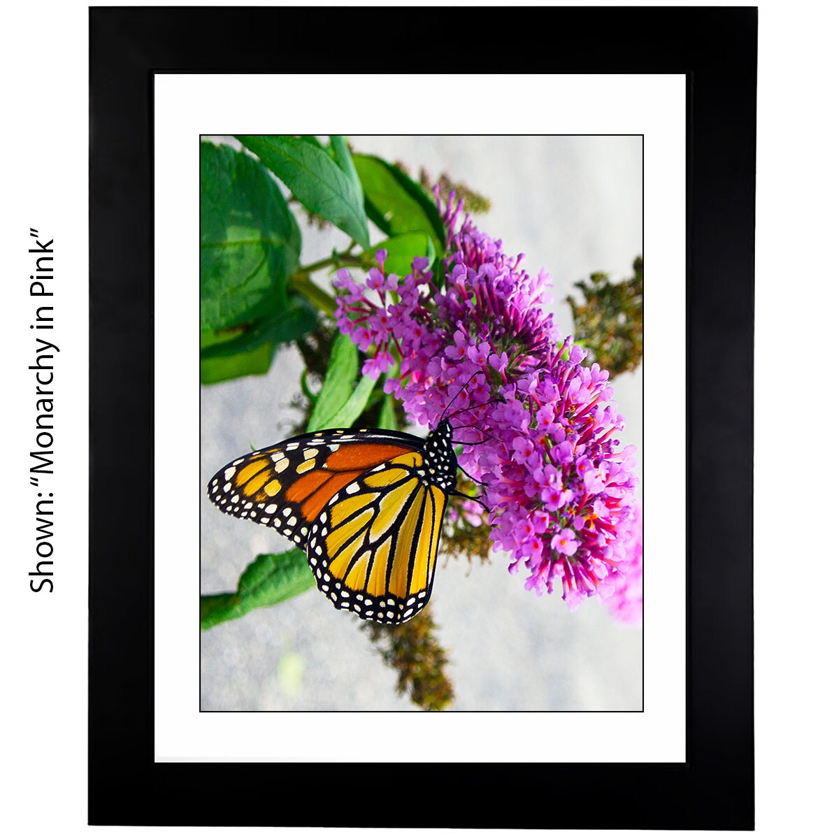 Butterfly Art Photography - From a Secret Paradise Garden - Blk Frames