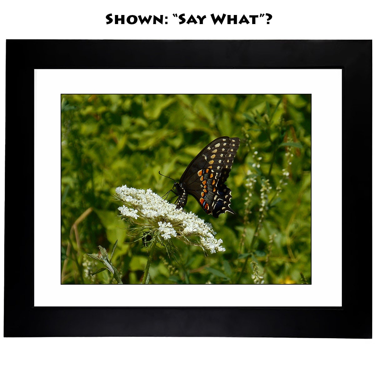 Butterfly Art Photography - From a Secret Paradise Garden - Blk Frames