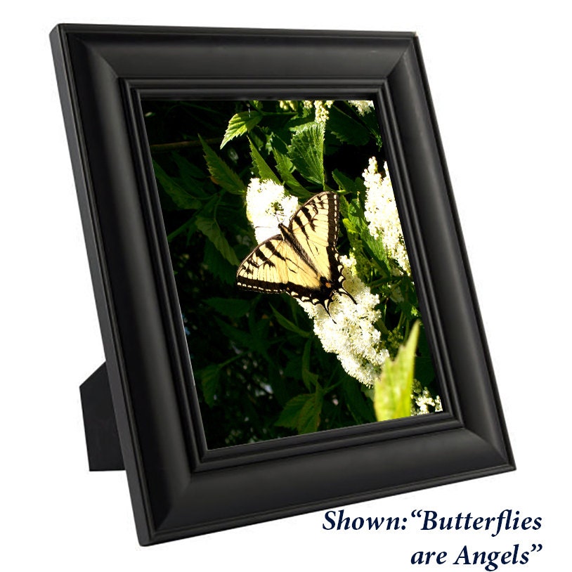 Art Print Butterfly - from a Secret Paradise - Black Wood Frames