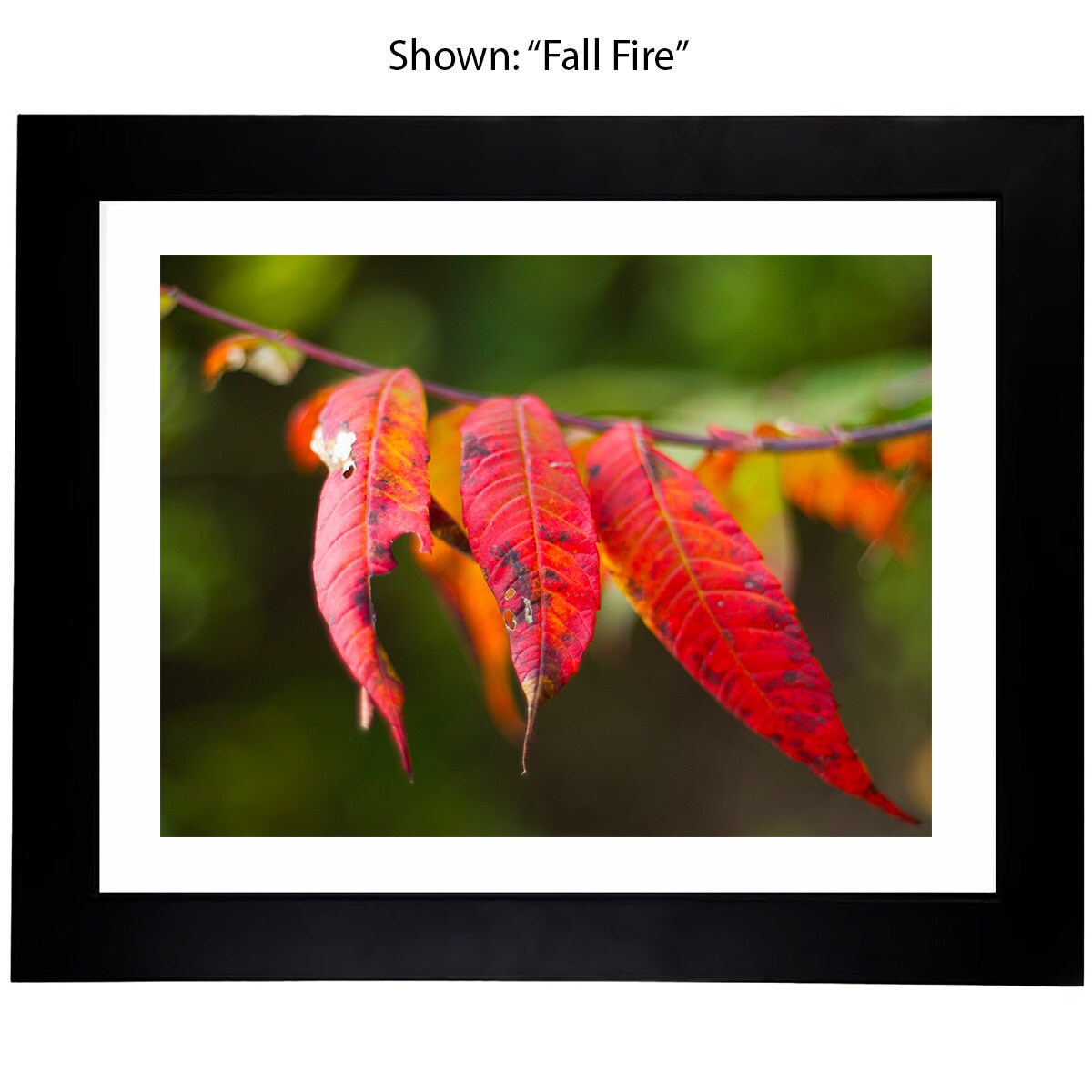 Foilage Art Prints - From a Secret Paradise - Framed Art classic black