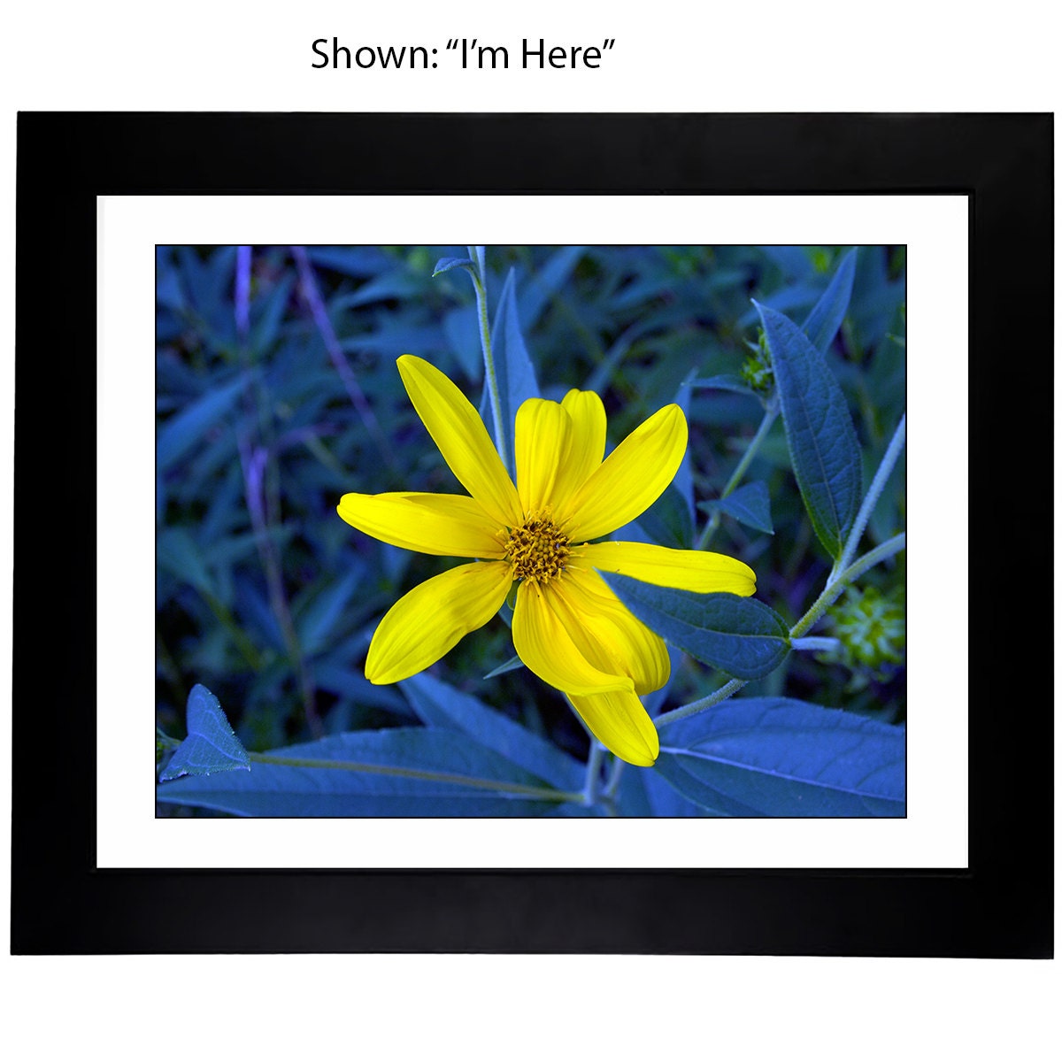 Art Prints - From a Secret Paradise - Classic Blk Wall Frames