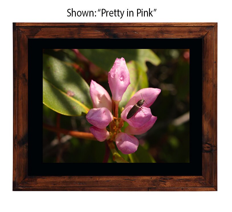 Art Prints - From a Secret Paradise - Primitive Wall Frame